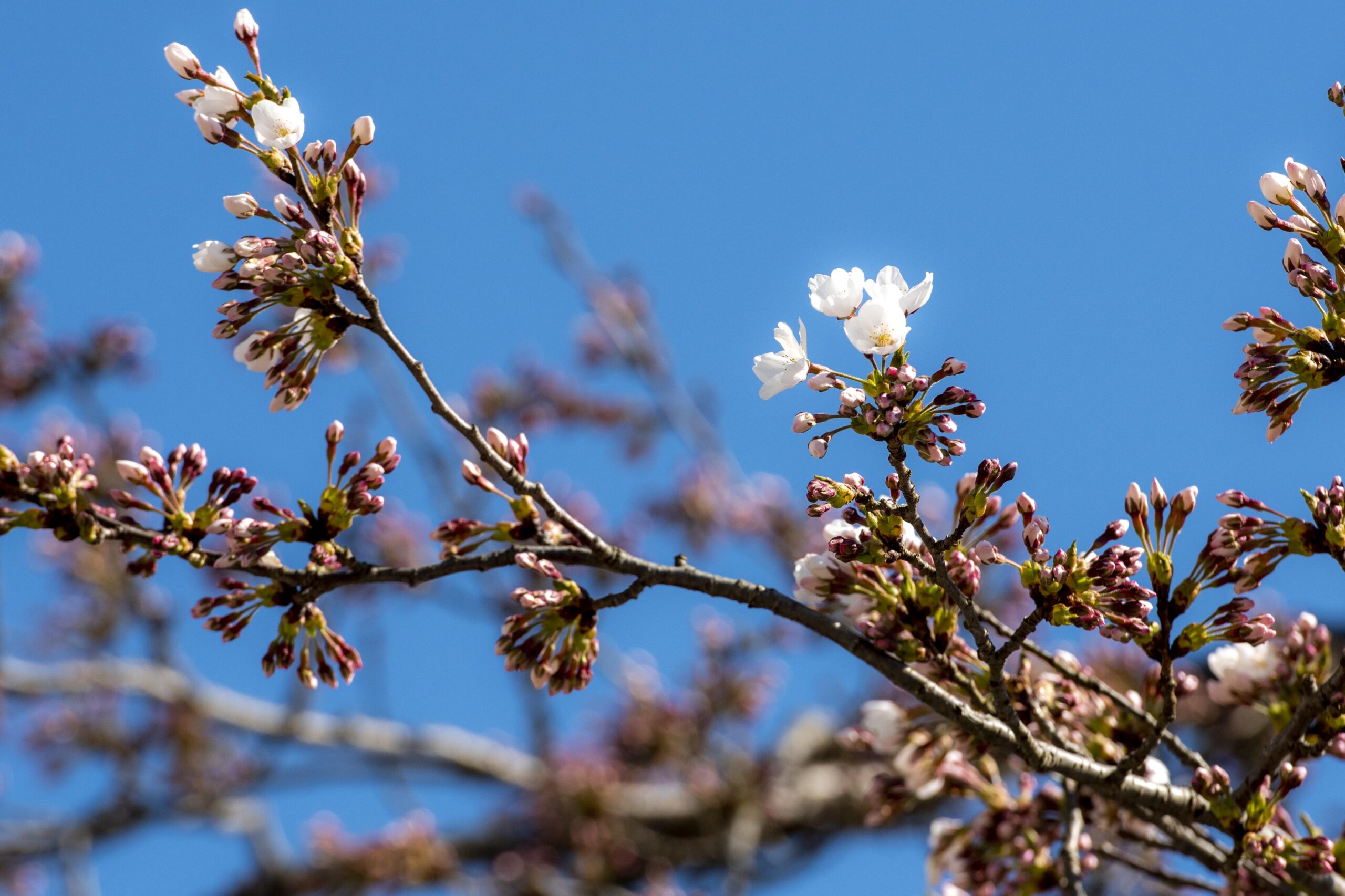 20210411横手公園の桜開花