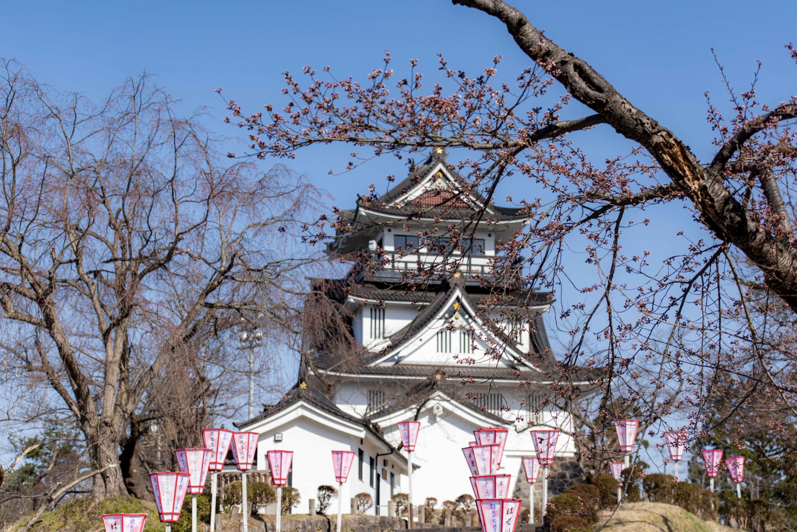 横手公園の桜開花