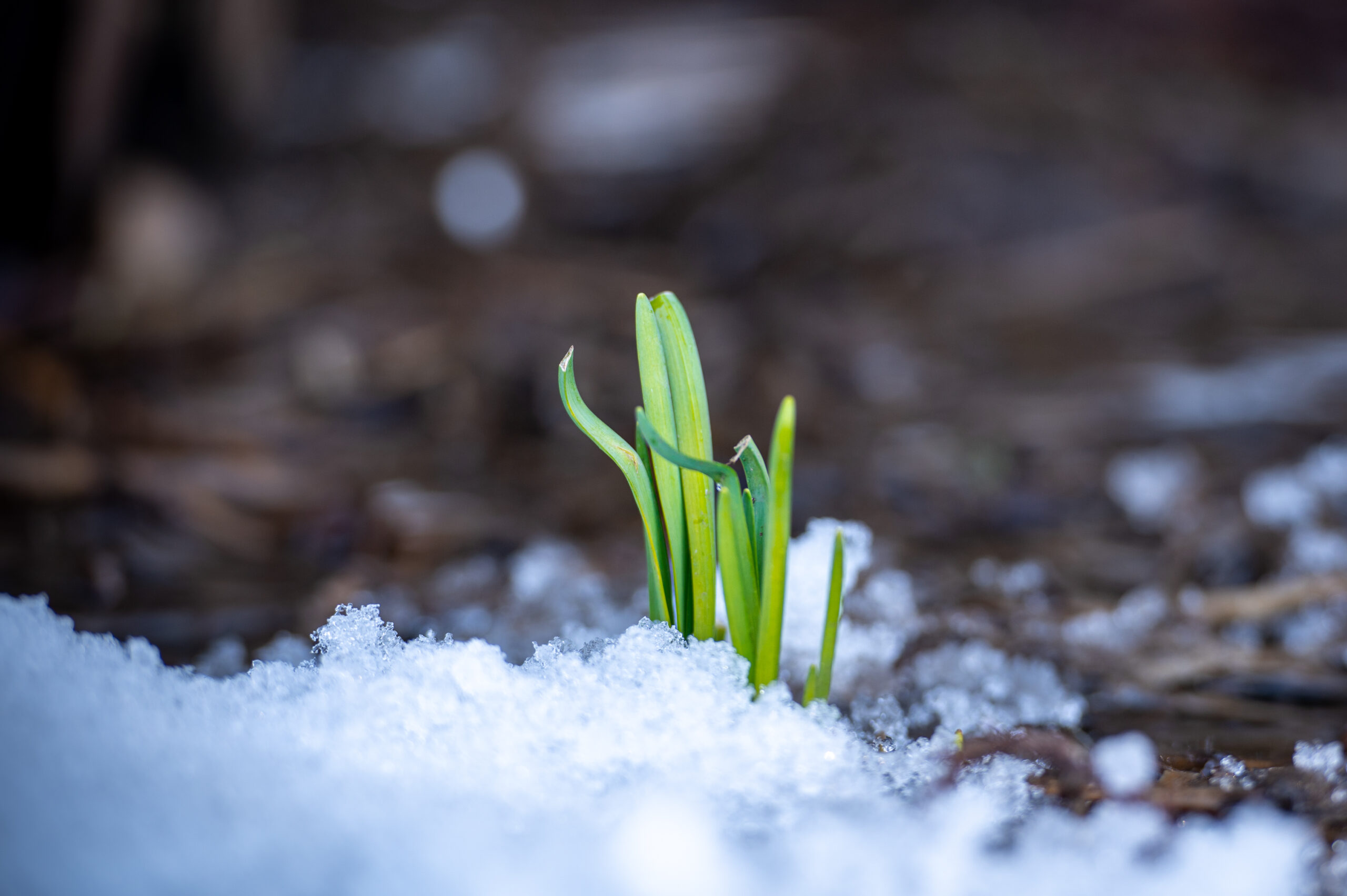 雪すたぐらむ！#10