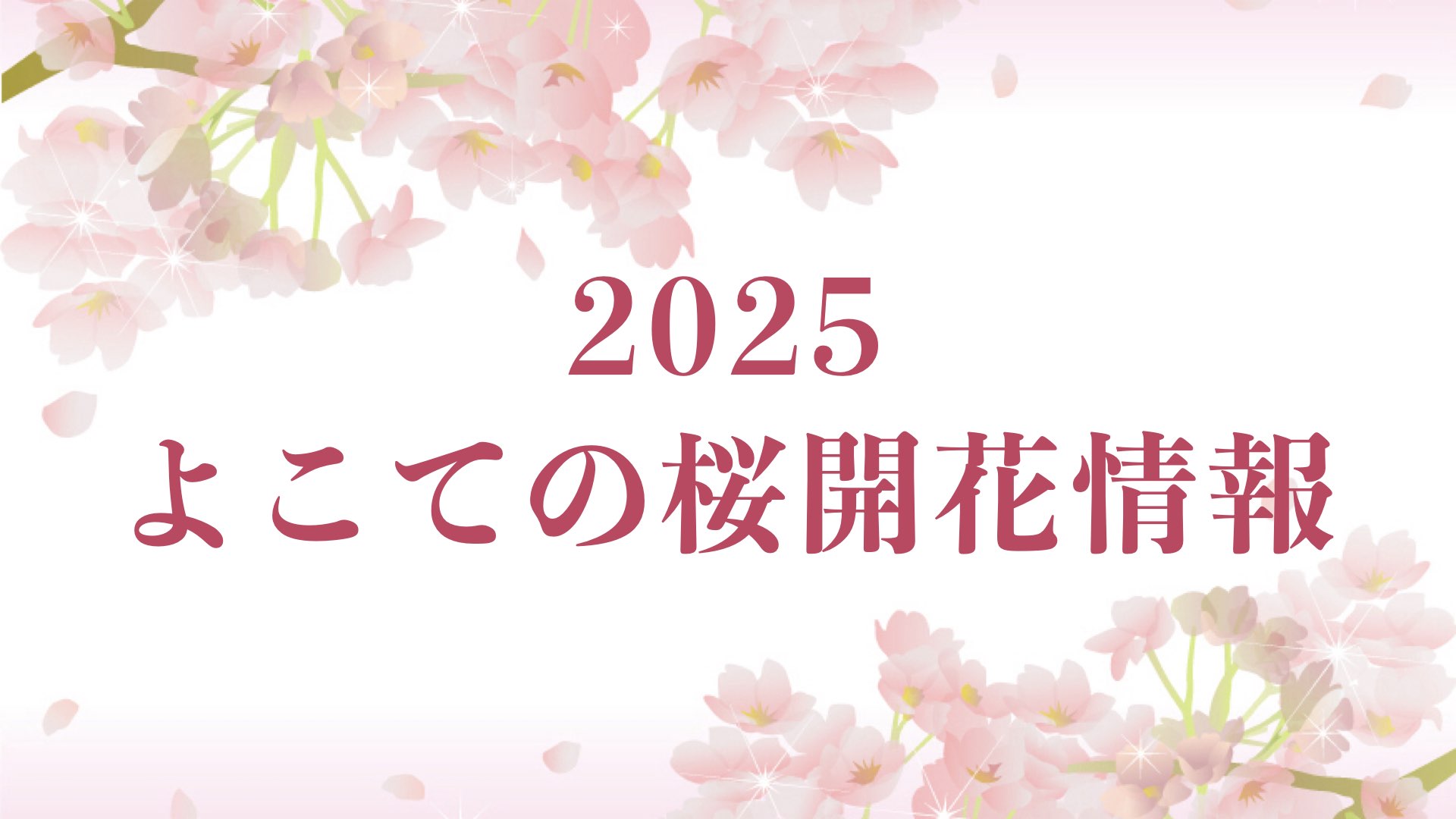 2025よこての桜開花情報