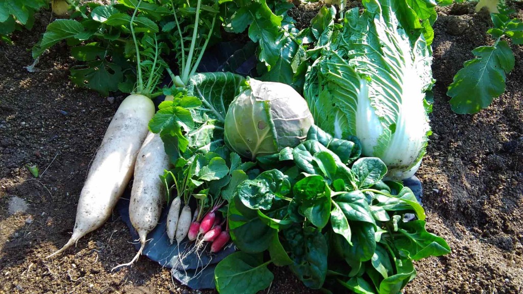 秋野菜の栽培講習会（座学）を開催します