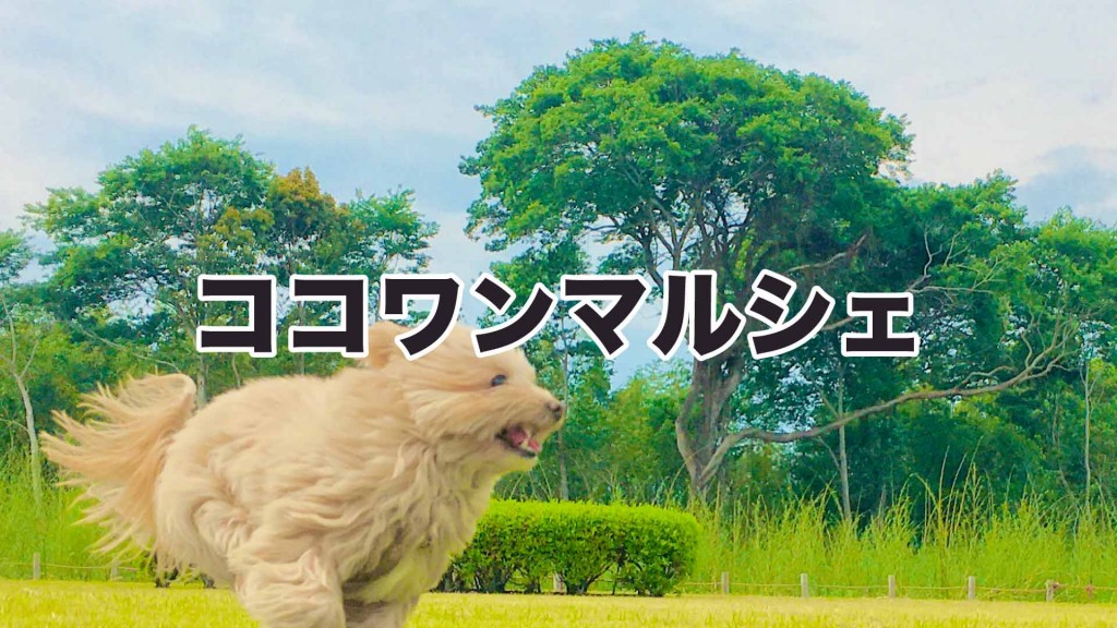 ココワンマルシェを開催します