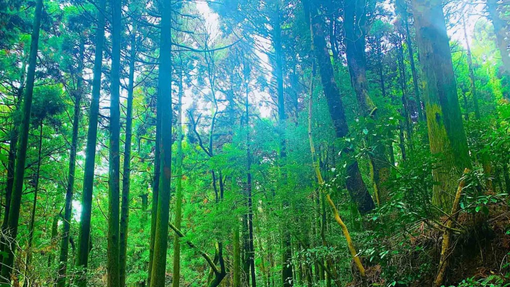 「釣りキチ三平の里」体験学習館 子ども自然体験塾にご参加ください『女滝沢で巨木めぐり』