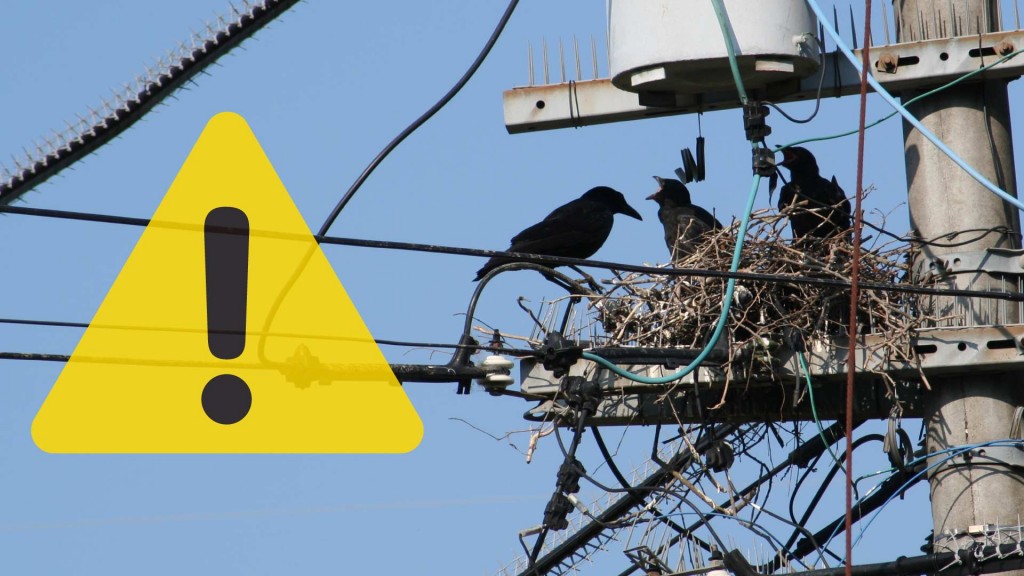 カラスの営巣による停電事故防止のための情報提供をお願いします