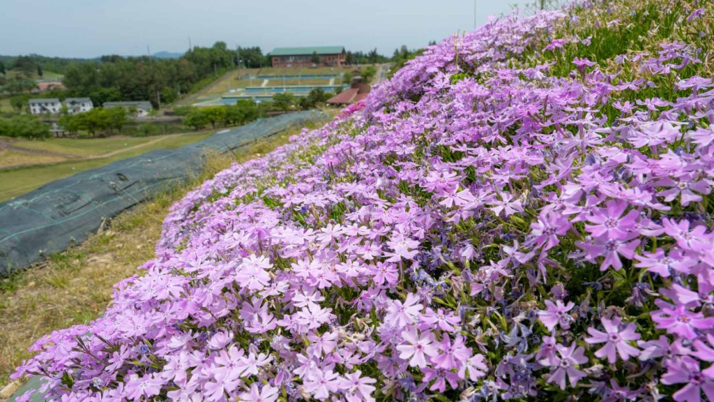 2025 芝桜フェスタを開催します （土日は各種イベントを実施）