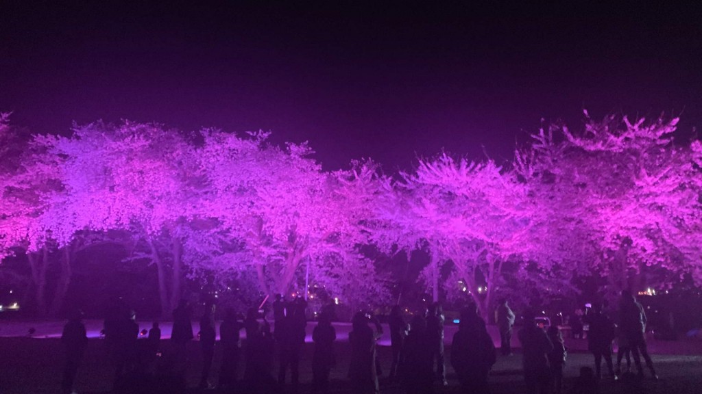 横手市民会館の桜をライトアップします