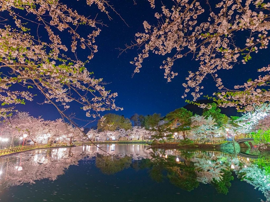 横手公園・真人公園の観桜会、県内外の観光客でにぎわう