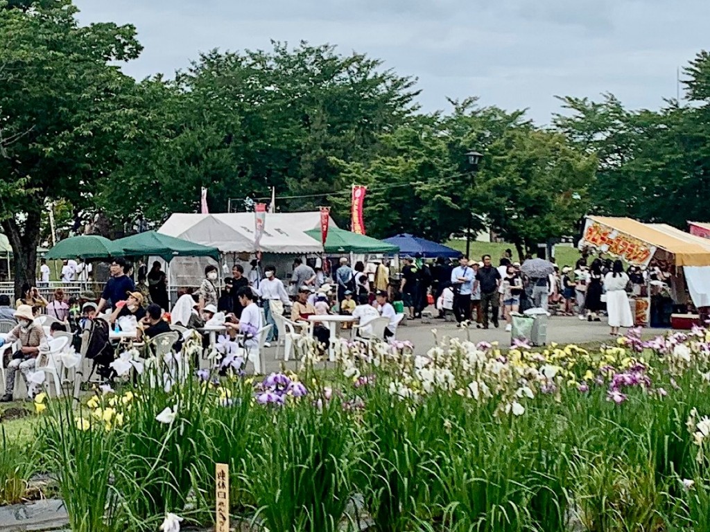 横手・浅舞公園でアヤメ見頃　3万株60万本が満開