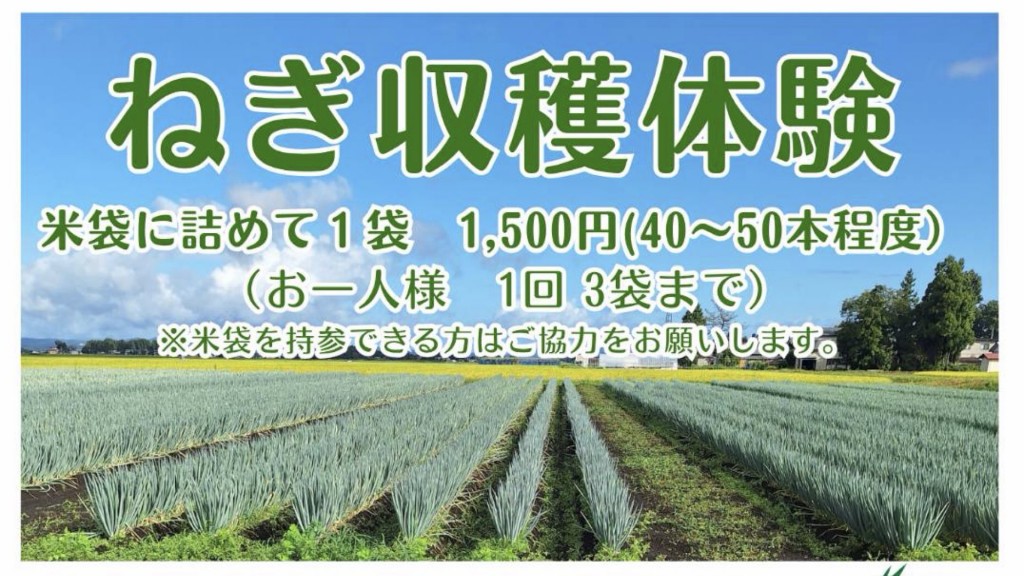 ねぎ収穫体験