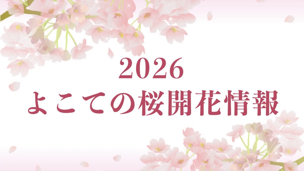 2026よこての桜開花情報