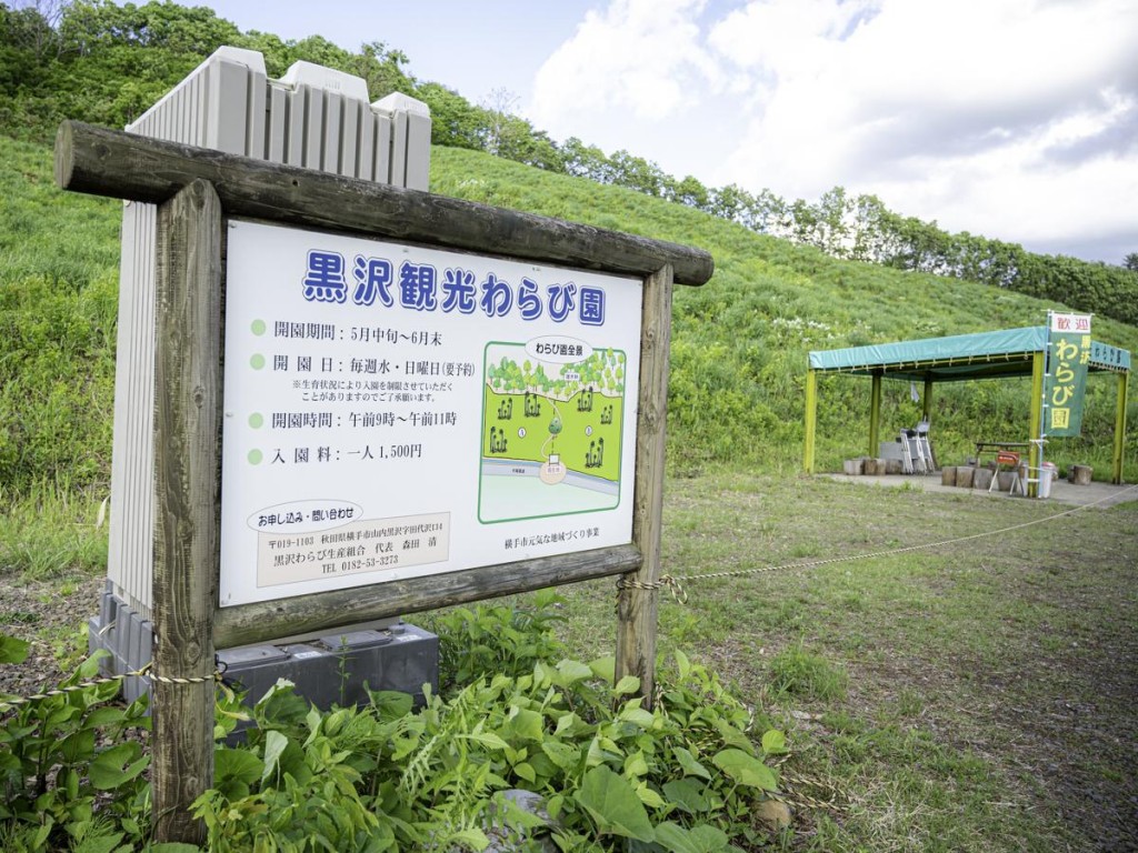 横手・山内の観光わらび園がシーズン本格化　2週間で100人が採取を楽しむ