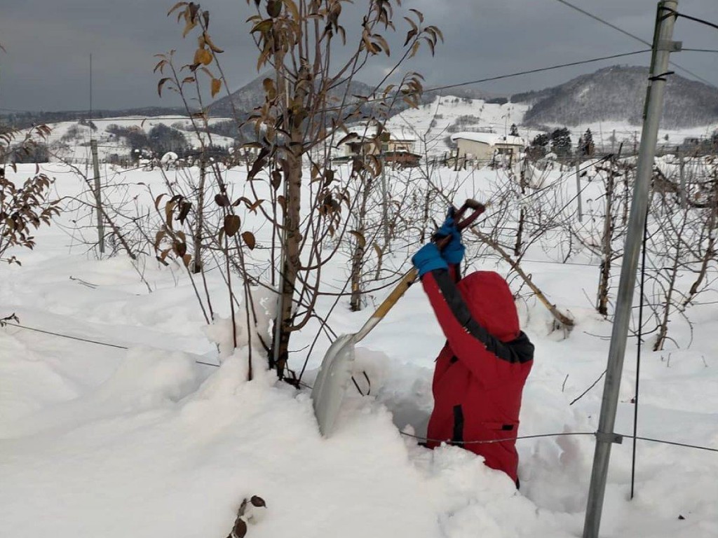 横手の果樹農家で地元若者らが除雪ボランティア