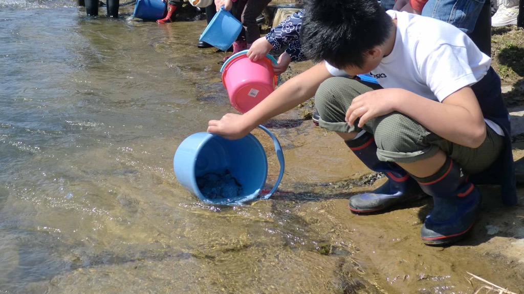 水辺のふれあいフェスタ『サケの稚魚放流体験会』