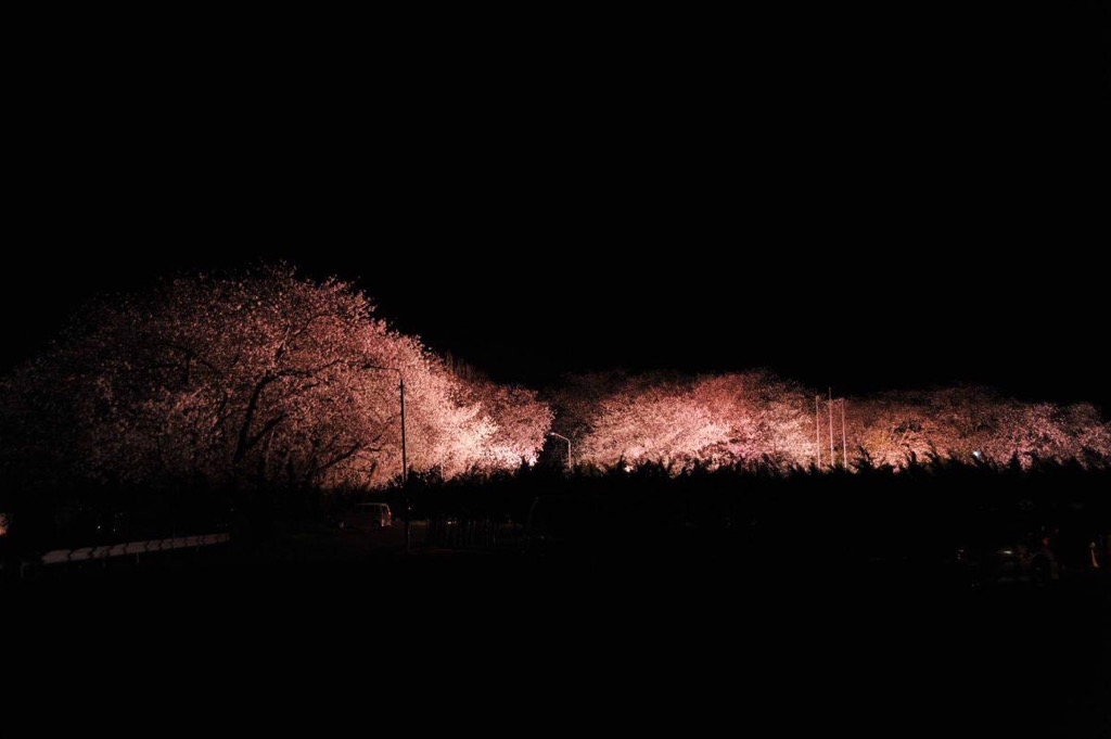 横手・記念公園で桜のライトアップ　10年ぶりに復活へ