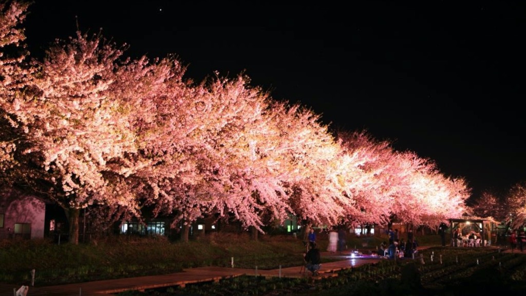 一夜限りの桜ライトアップショー