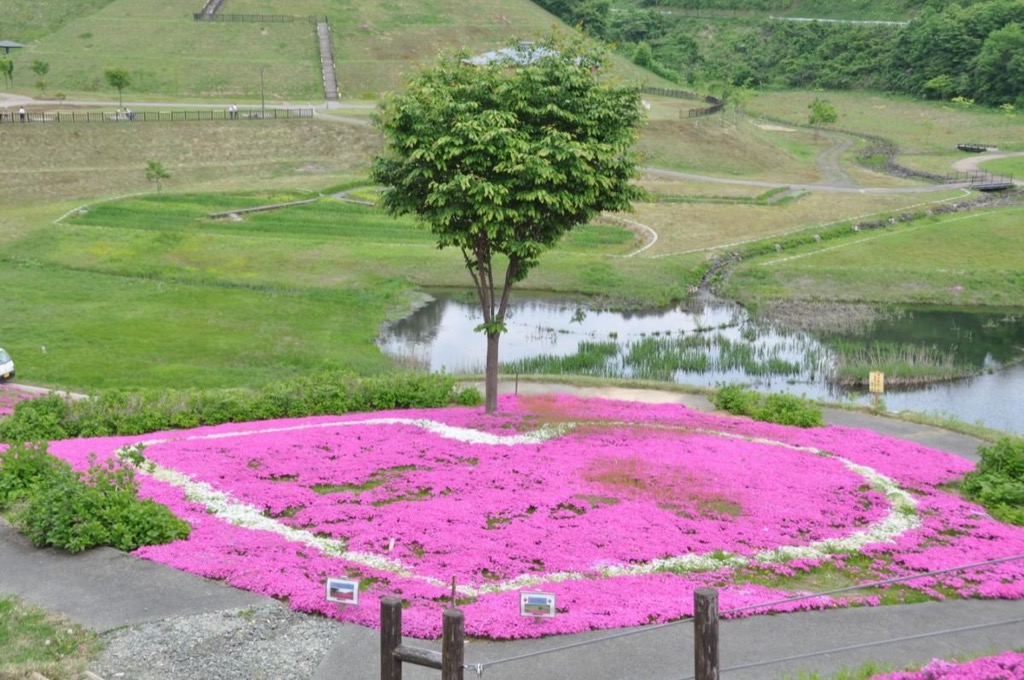 横手・山内で「芝桜まつり」　6種30万株が公園彩る