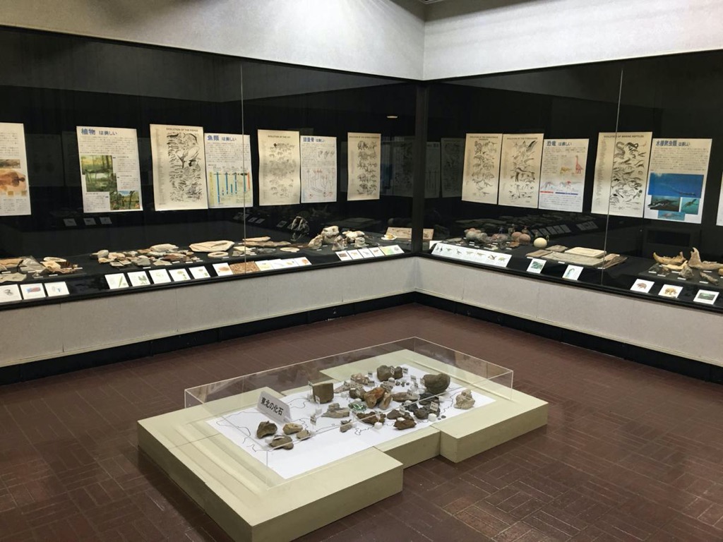 横手の郷土資料館で「進化の造形」展　学芸員の化石コレクション200点展示